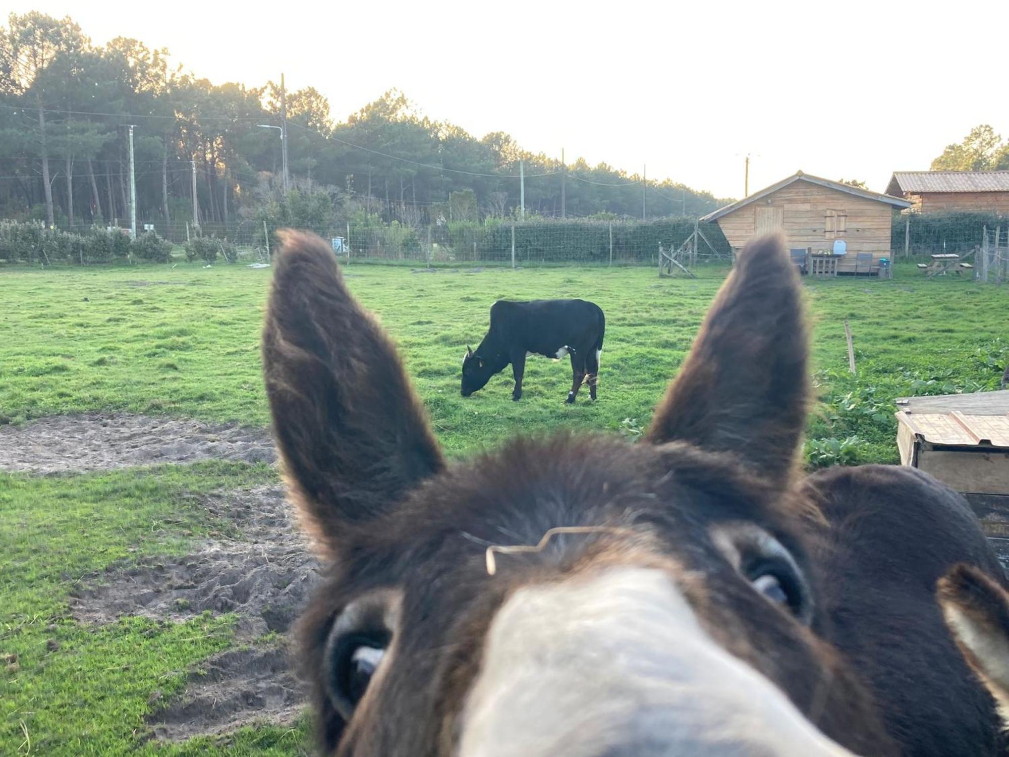 - La Ferme A La Le Porge