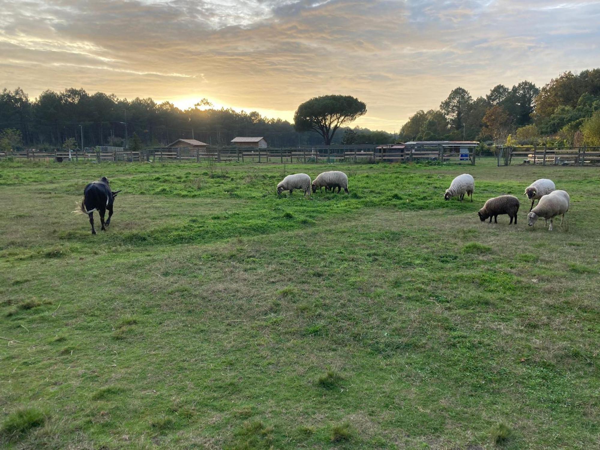 Campsite - La Ferme A La Le Porge